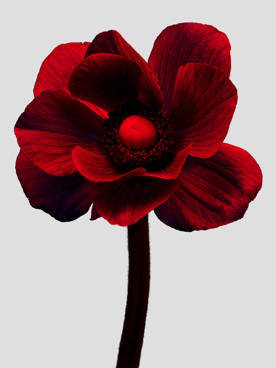 Rouge Anemone - Making Pictures